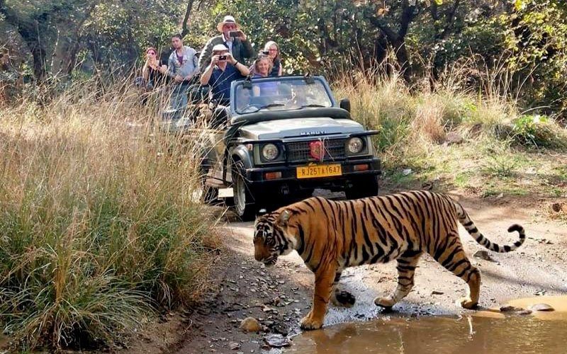 jungle safari in Ranthambore National Park by Jeep