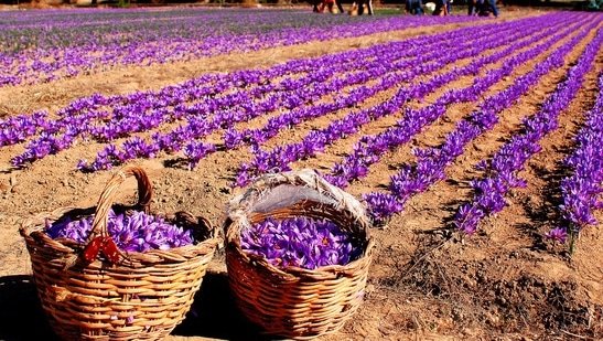 Saffron Fields